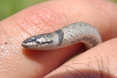 Macroprotodon brevis ibericus