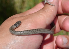 Macroprotodon brevis ibericus