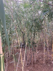 Phragmites australis