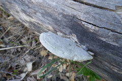 Trametes warnieri