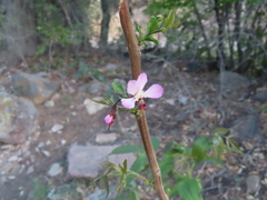 Ungnadia speciosa