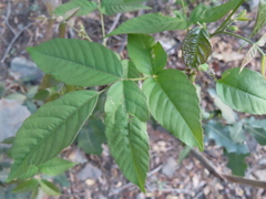 Ungnadia speciosa