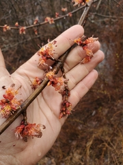 Acer rubrum image