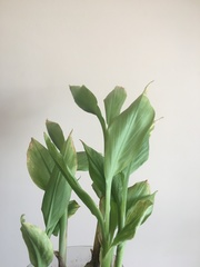 Curcuma