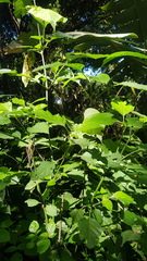 Isoglossa woodii