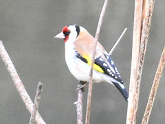 Carduelis carduelis