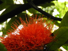 Brownea ariza
