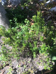 Arcytophyllum thymifolium