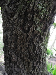 Brownea ariza