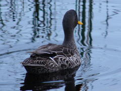 Anas platyrhynchos × undulata