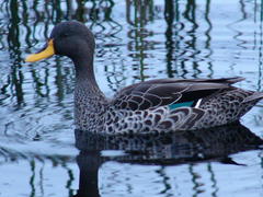 Anas platyrhynchos × undulata