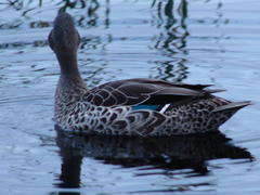 Anas platyrhynchos × undulata