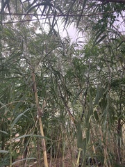 Phragmites australis