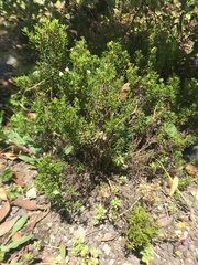 Arcytophyllum thymifolium