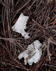 Procavia capensis capensis