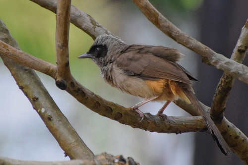 Masked Laughingthrush (Pterorhinus perspicillatus), photo 8