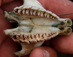 Procavia capensis capensis