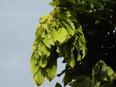 Brownea ariza