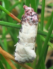 Platphalonidia lavana