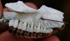 Procavia capensis capensis