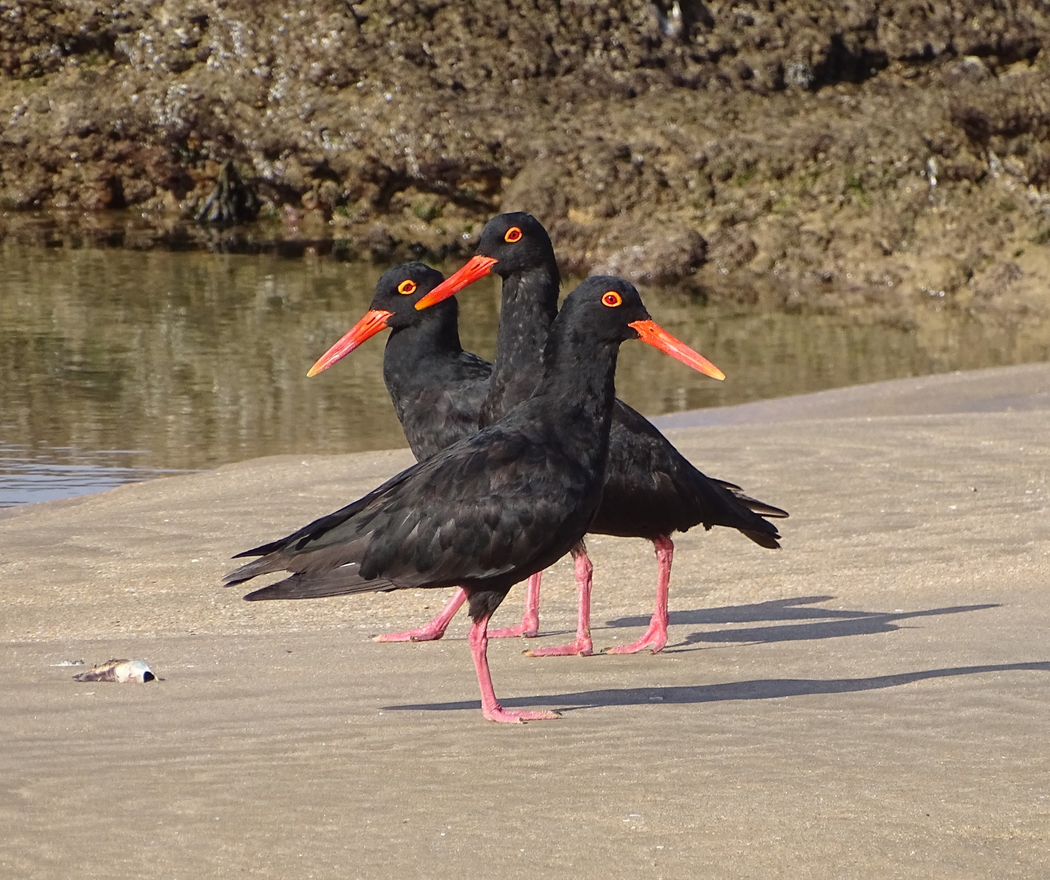 African Oystercatcher (Haematopus moquini)