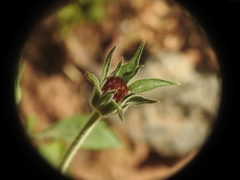 Pterocephalus plumosus