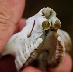 Procavia capensis capensis
