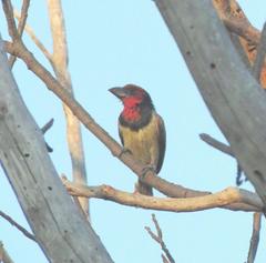 Lybius torquatus torquatus