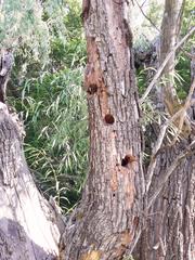 Lybius torquatus torquatus