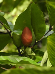 Brownea ariza