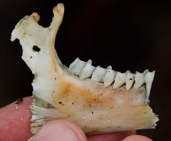 Procavia capensis capensis