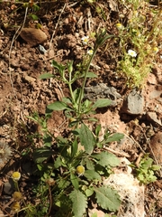 Pterocephalus plumosus