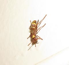 Polistes