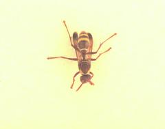 Polistes