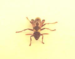 Polistes
