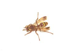 Polistes