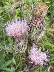 Cirsium engelmannii