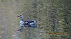 Anser anser anser