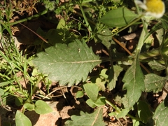 Pterocephalus plumosus