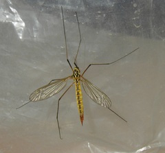 Nephrotoma submaculosa