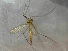 Nephrotoma submaculosa