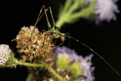 Phaneroptera nigroantennata