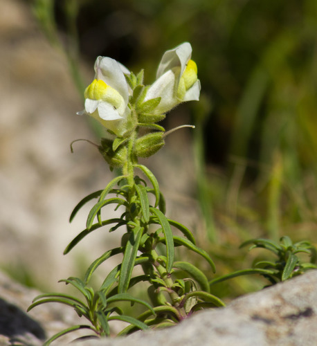 Representative image of Antirrhinum siculum