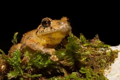 Pristimantis bogotensis