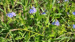 Veronica chamaedrys