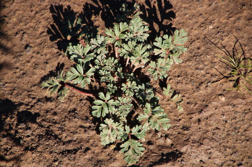 Image of Pelargonium minimum by (c) Tony Rebelo, some rights reserved (CC BY-SA)