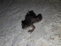 Cacosternum boettgeri