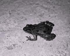 Cacosternum boettgeri