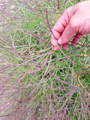 Erucastrum austroafricanum