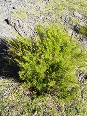 Baccharis boliviensis